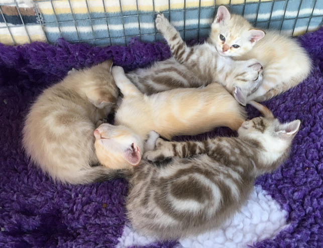 Skampaws kittens